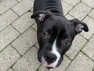 Amerikanske Bully 