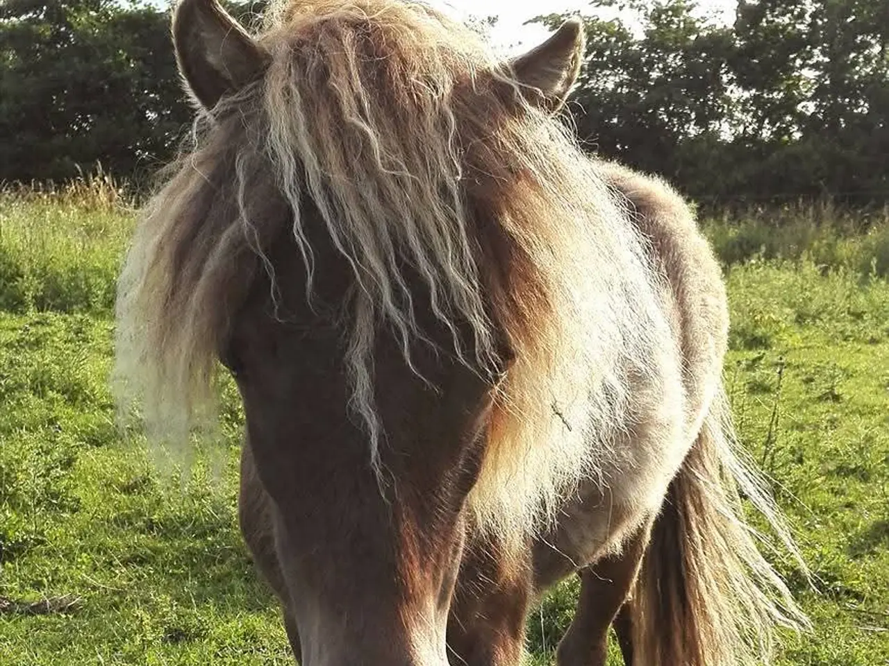 Billede 3 - Smukkeste miniature shetlandspony