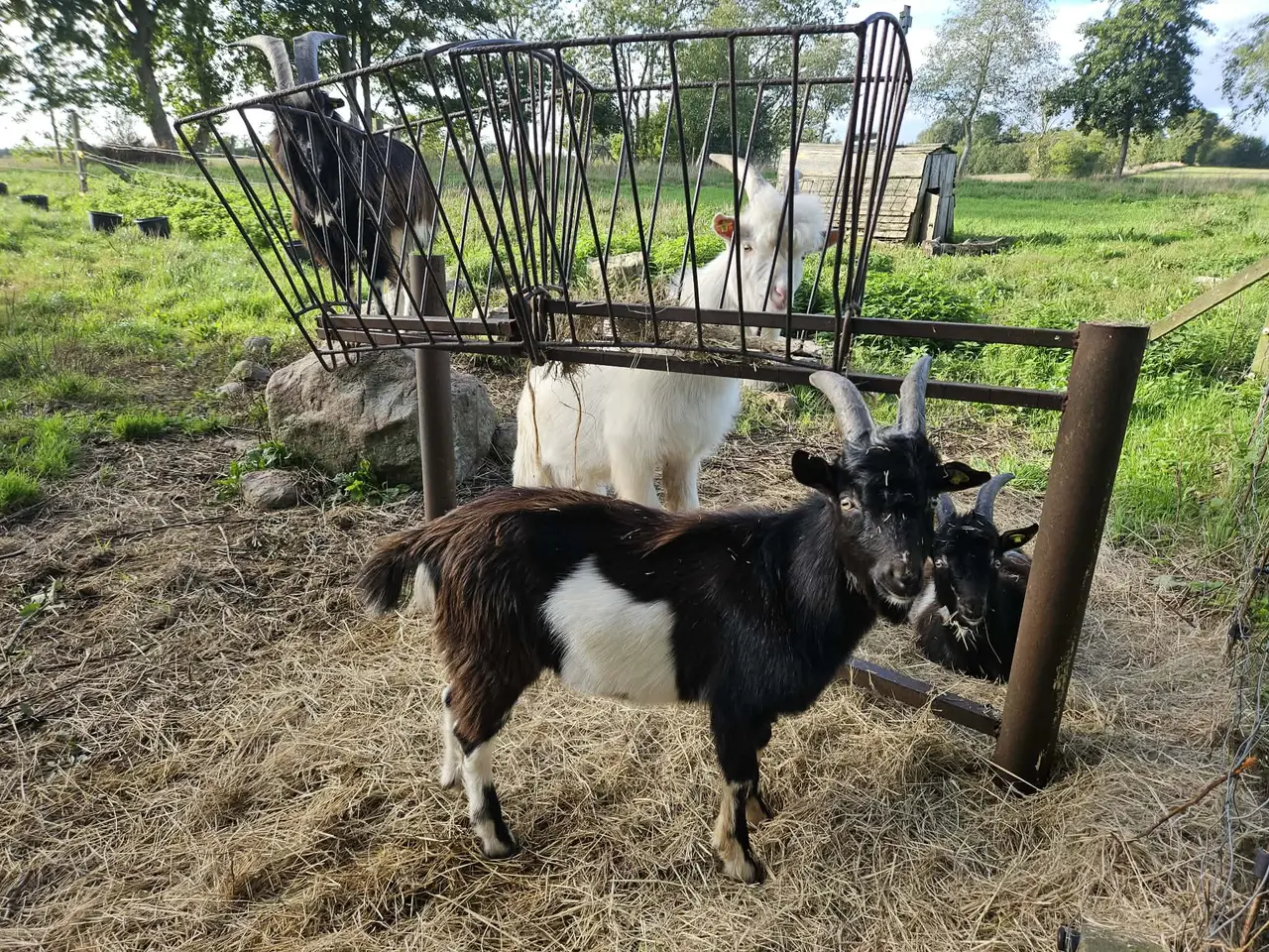 Billede 6 - Bukkekid Dansk Landrace