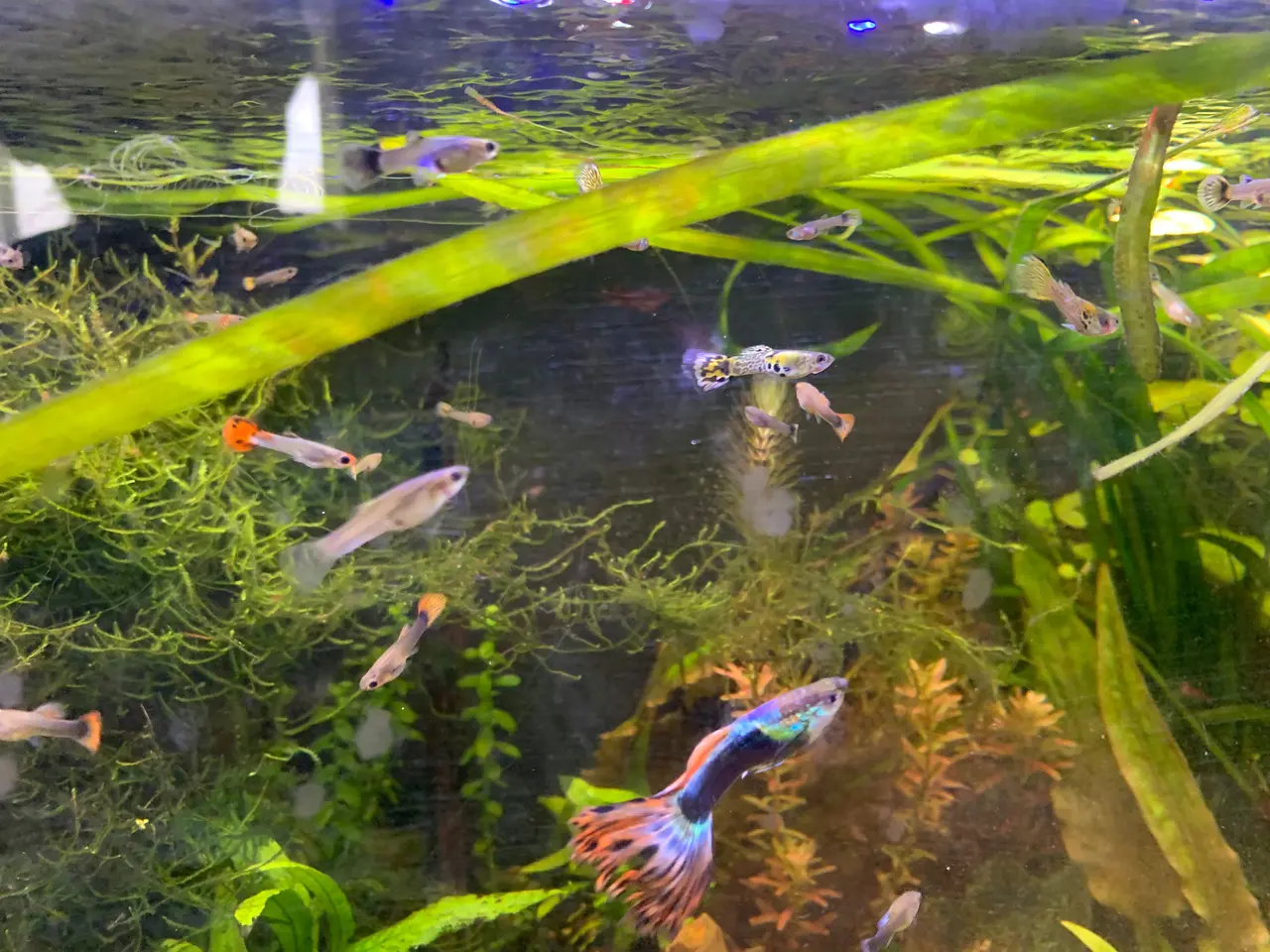 Billede 1 - Platinium red blue guppy. Og guppymix. Fra 