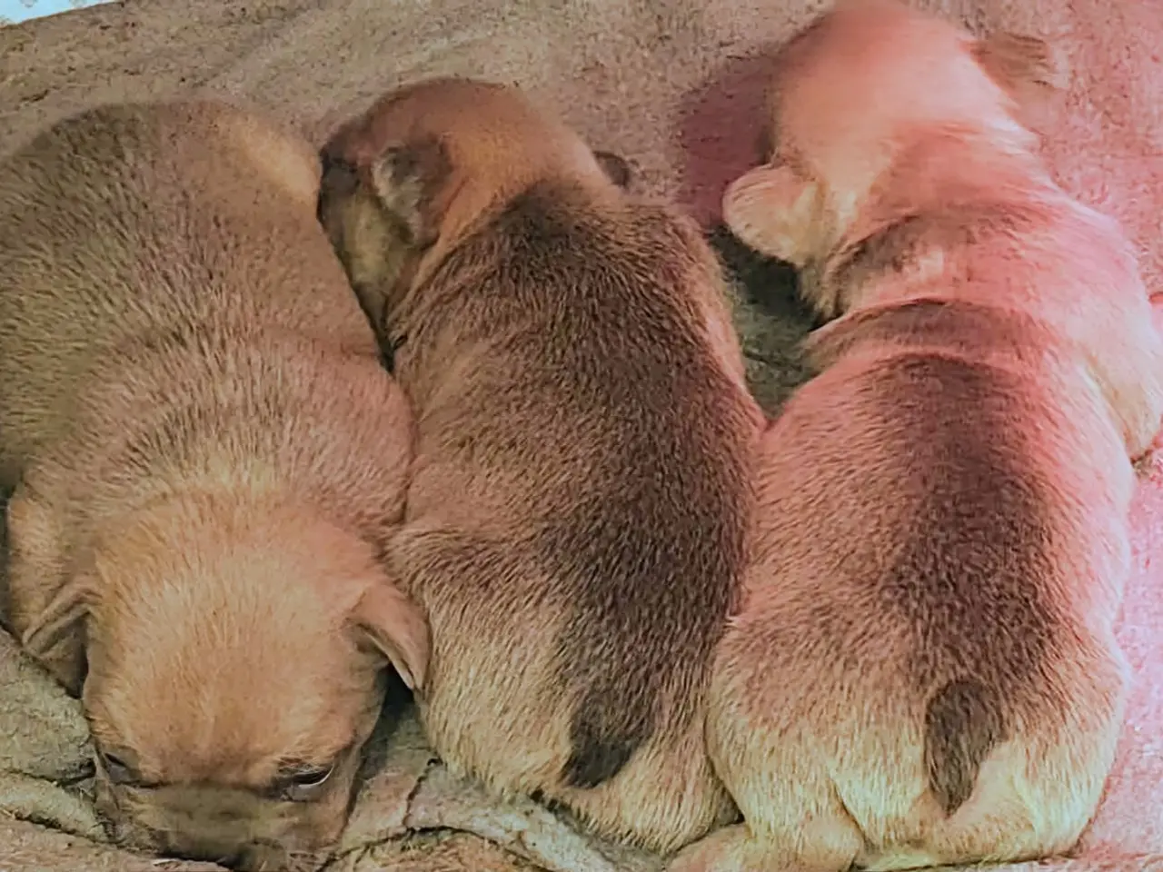 Billede 7 - Fransk bulldog hvalp.