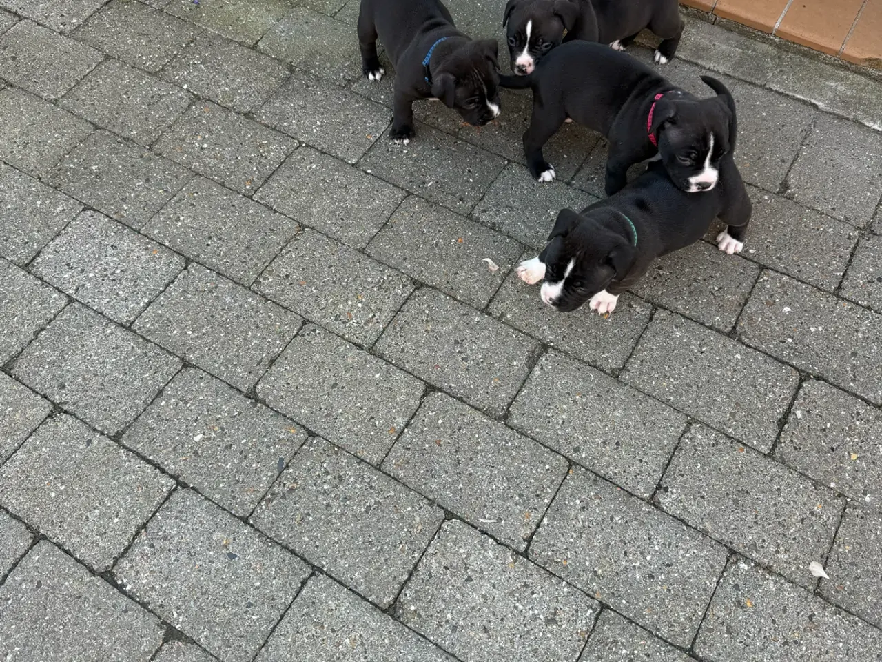 Billede 5 - Pocket Bully hvalpe