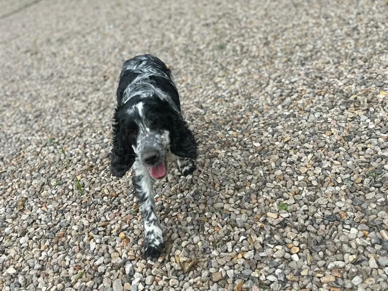 Billede 7 - Cocker spaniel hvalpe