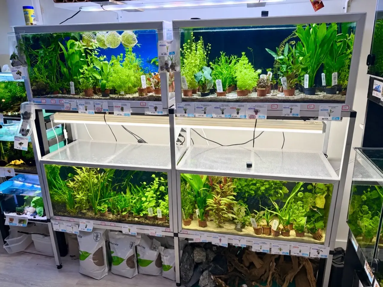 Billede 9 - 🩷 Wow mange flotte akvarieplanter 🩷