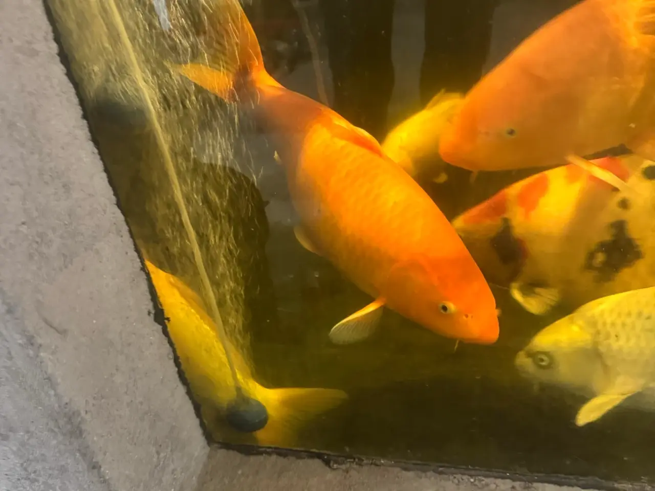 Billede 3 - Koi karper