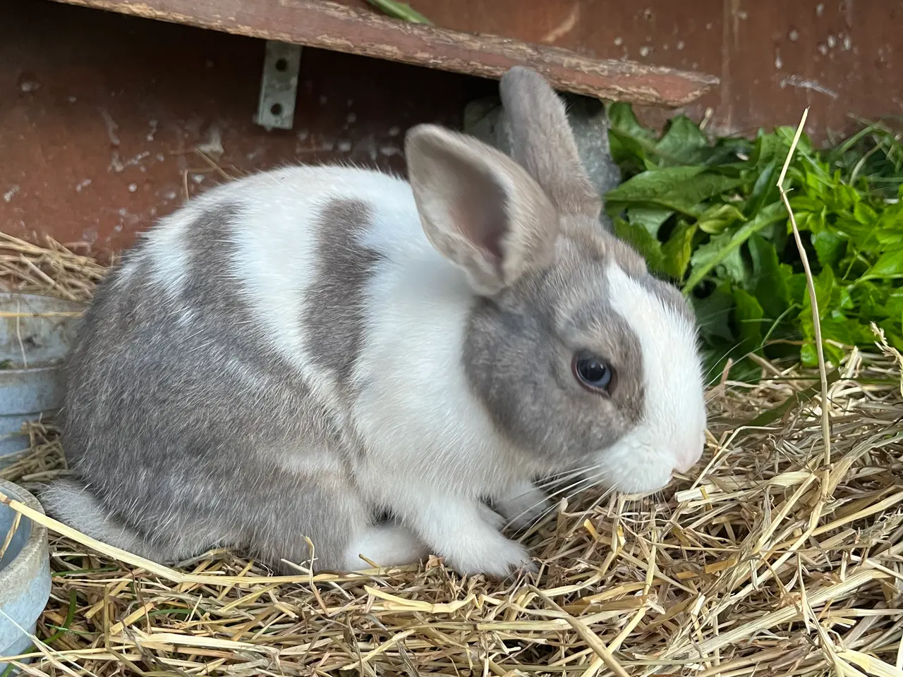 Billede 2 - Hermelin kanin🐰