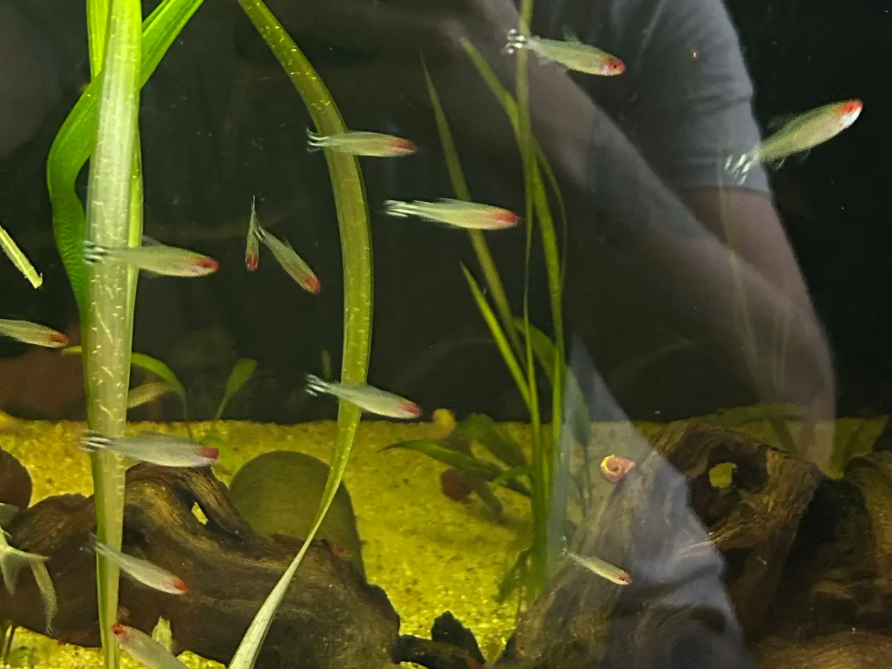 Billede 3 - 🔥🐟 Rødnæsetetra – perfekte stimefisk til akvarie