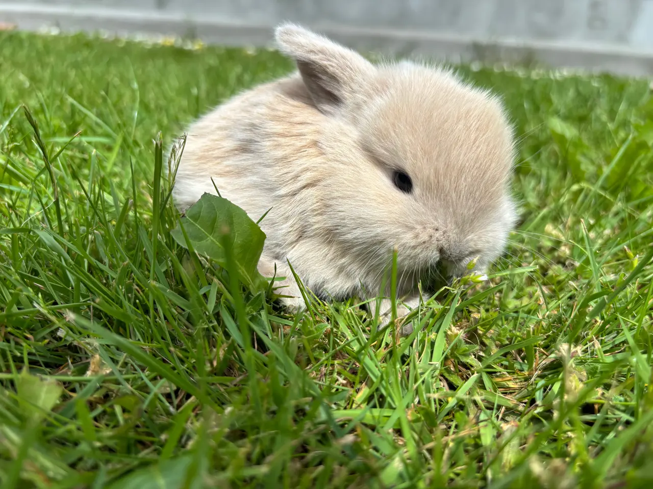 Billede 10 - Små minilop kaninunger🐰🐰