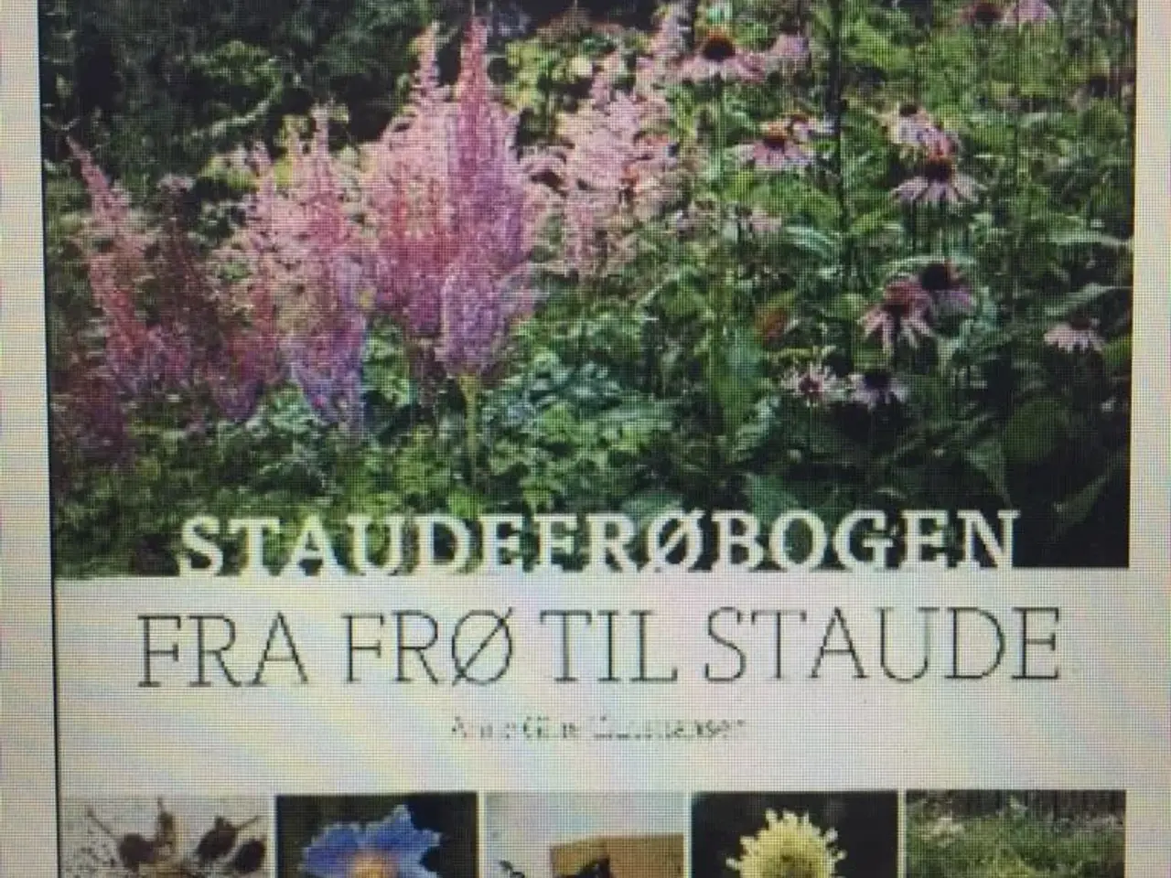 Billede 2 - STAUDEFRØBOGEN - fra frø til staude