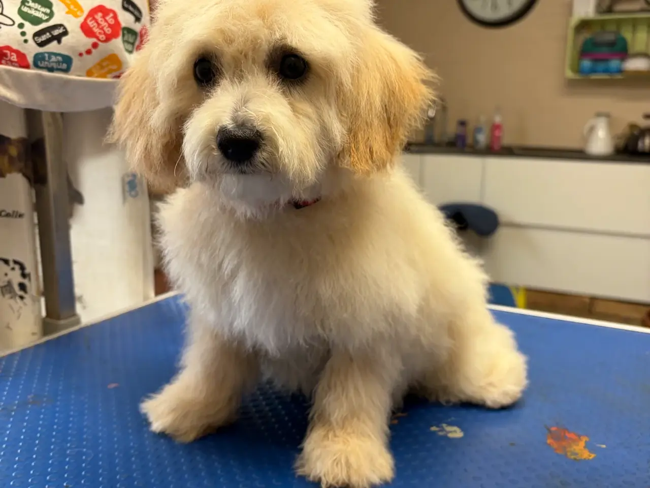 Billede 14 -  Maltipoo pige søde selma