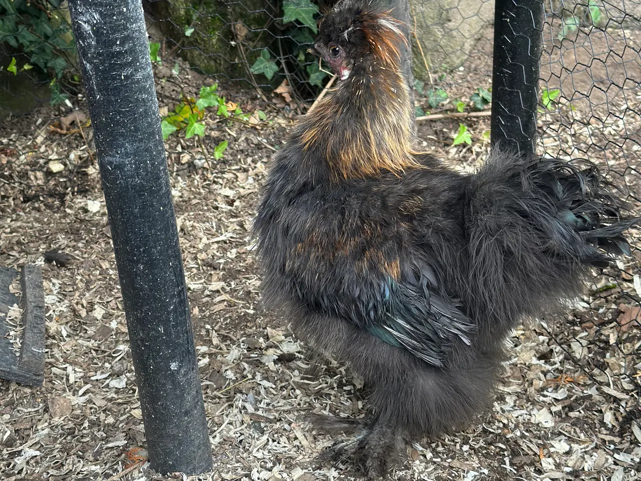 Billede 5 - Silkie hane til afhentning