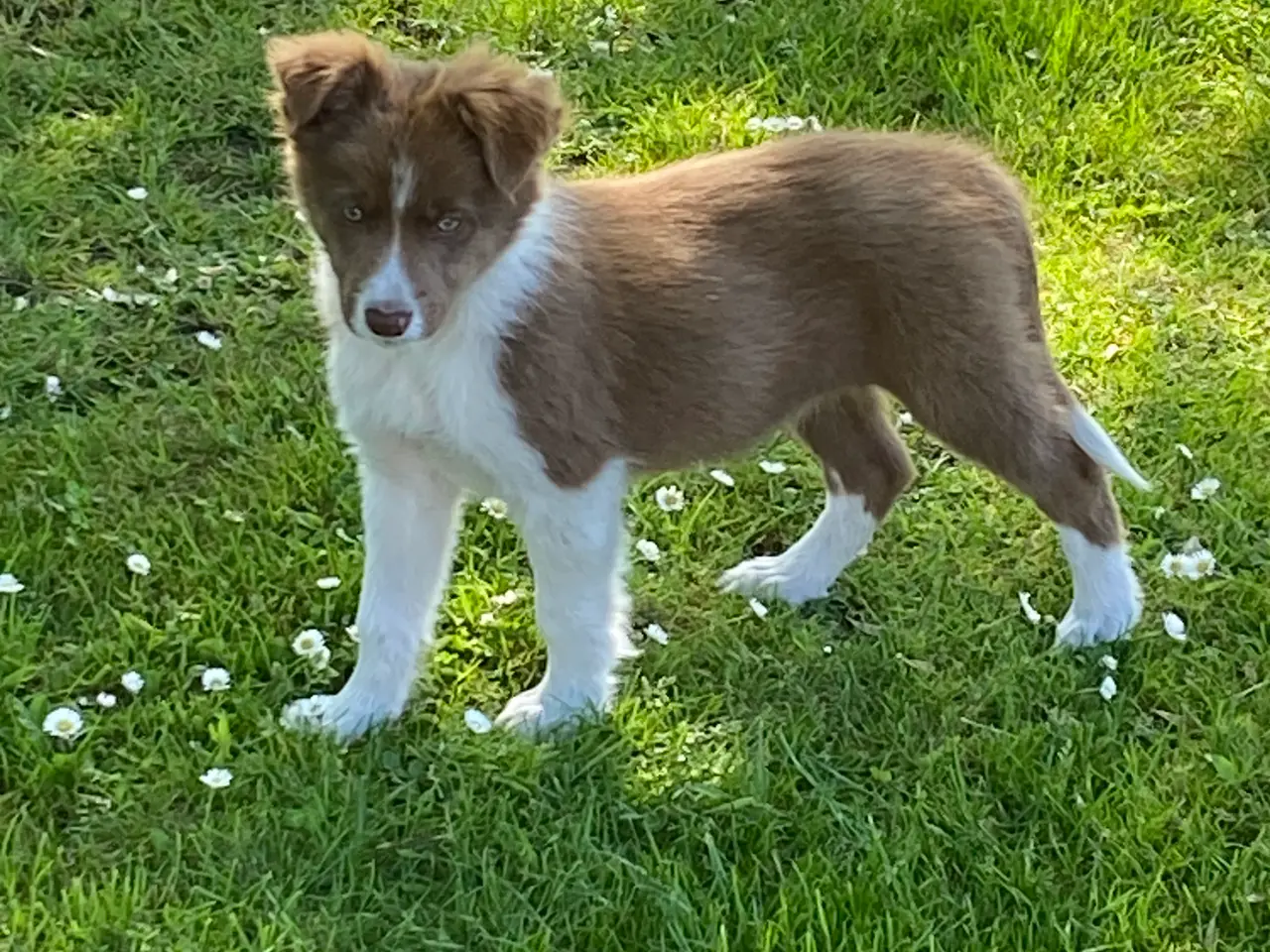 Billede 15 - Border Collie Så er vi Klar