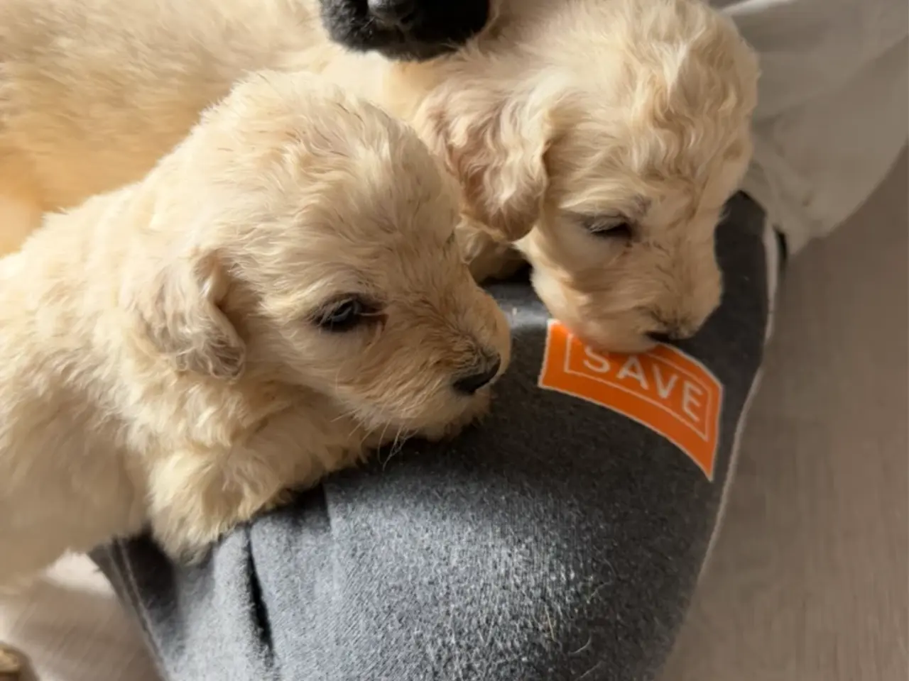 Billede 5 - Smukke Golden Doodle hvalpe
