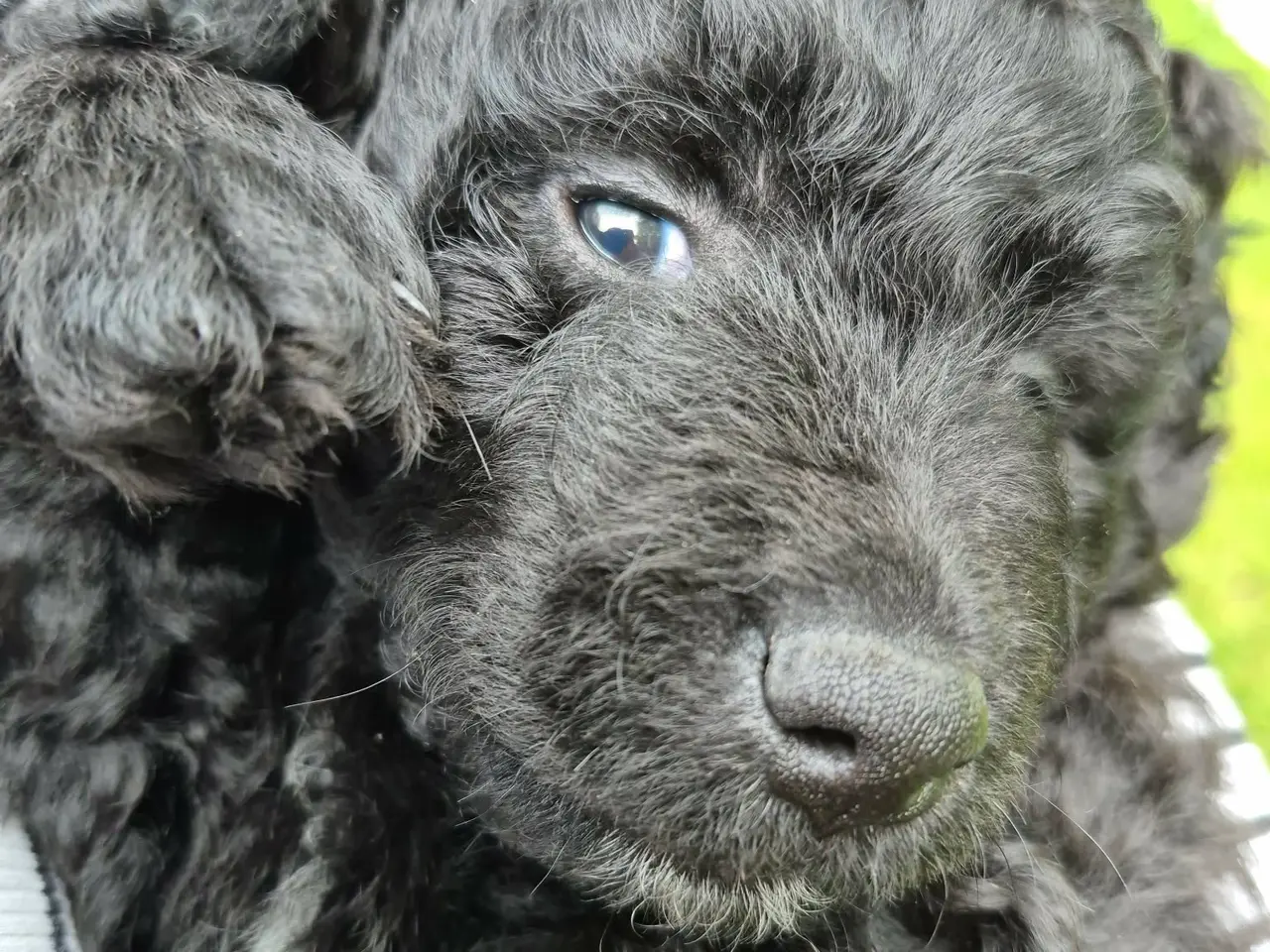 Billede 3 - Berner/Golden doodle.... ikke labradoodle