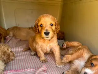 Cockapoo/cockerpoo hvalpe fra stueopdræt ❤️ - 4