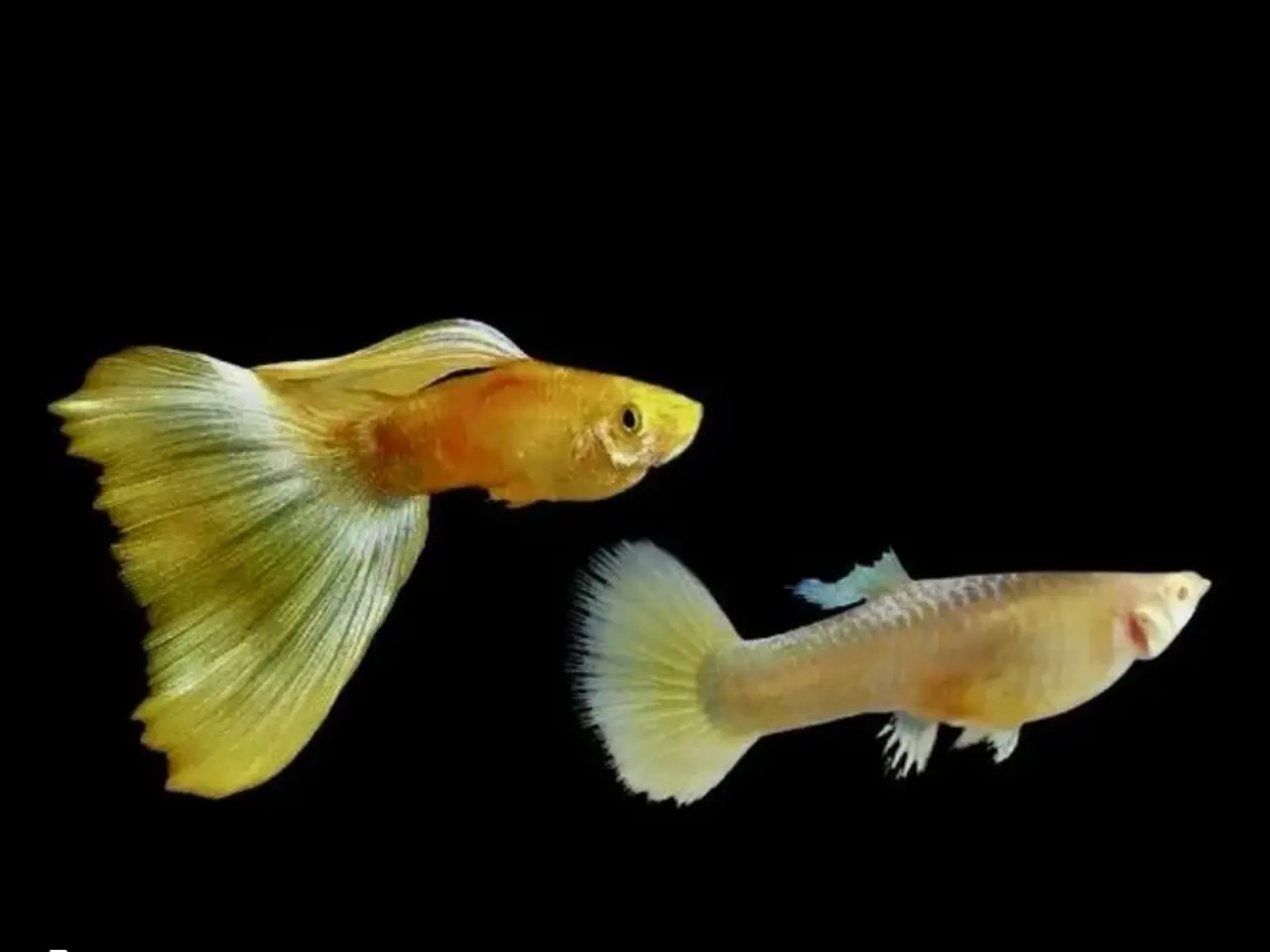 Billede 1 - Full gold guppy