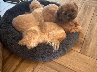 SØGER lille hund til kærligt hjem