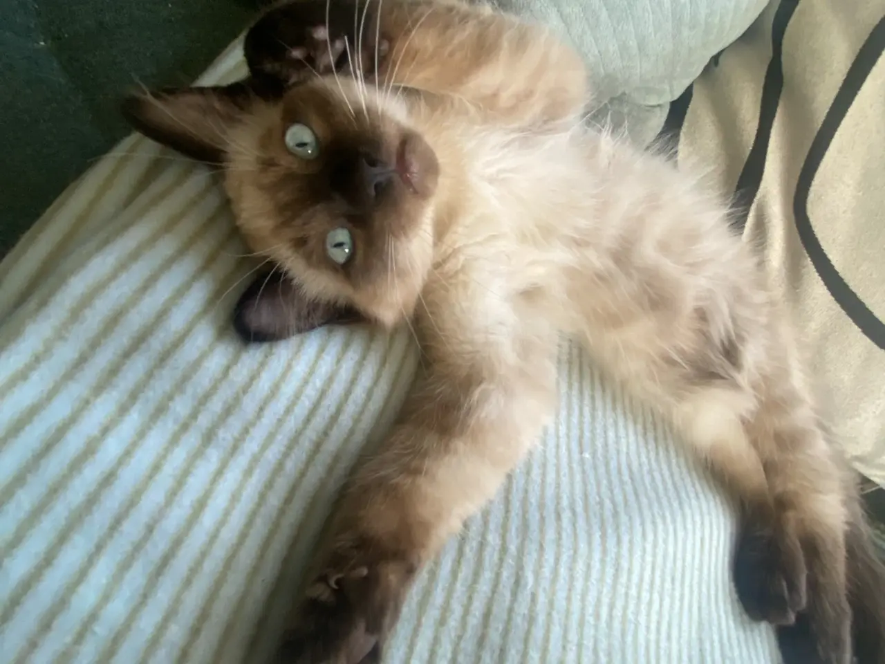 Billede 3 - Ragdoll killing❤️ 1 killing tilbage