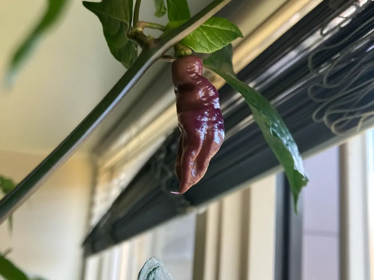 Billede 1 - Yaki blue x Pink tiger chili frø