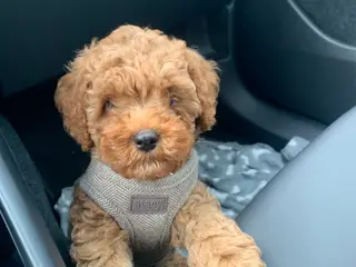 Cavapoo hvalp F2B - 5
