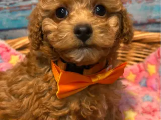 🐾maltipoo miniature juni 🐾