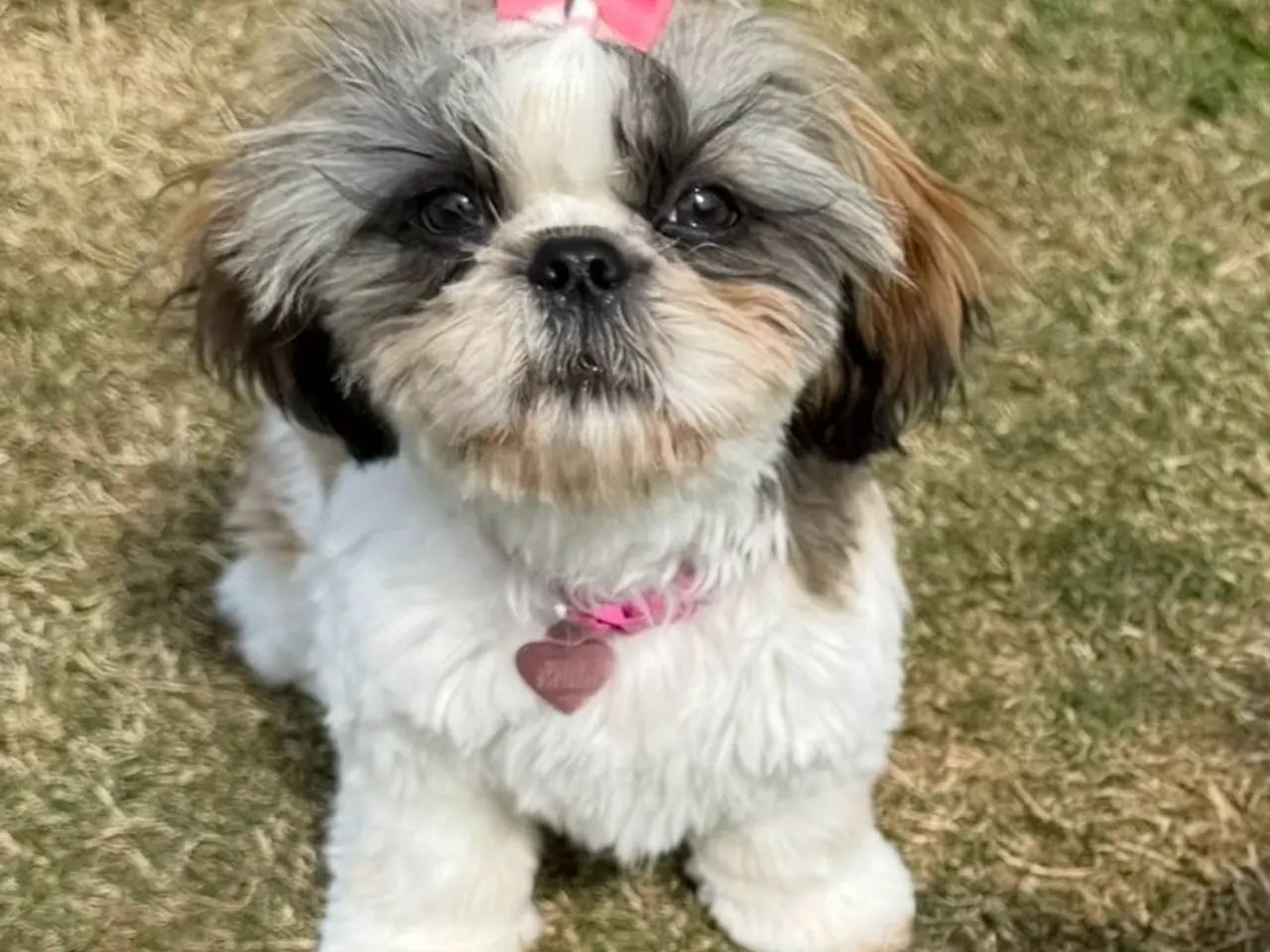 Billede 1 - Shih Tzu pige