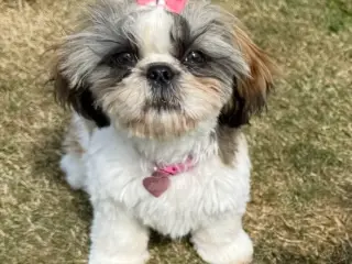 Shih Tzu pige