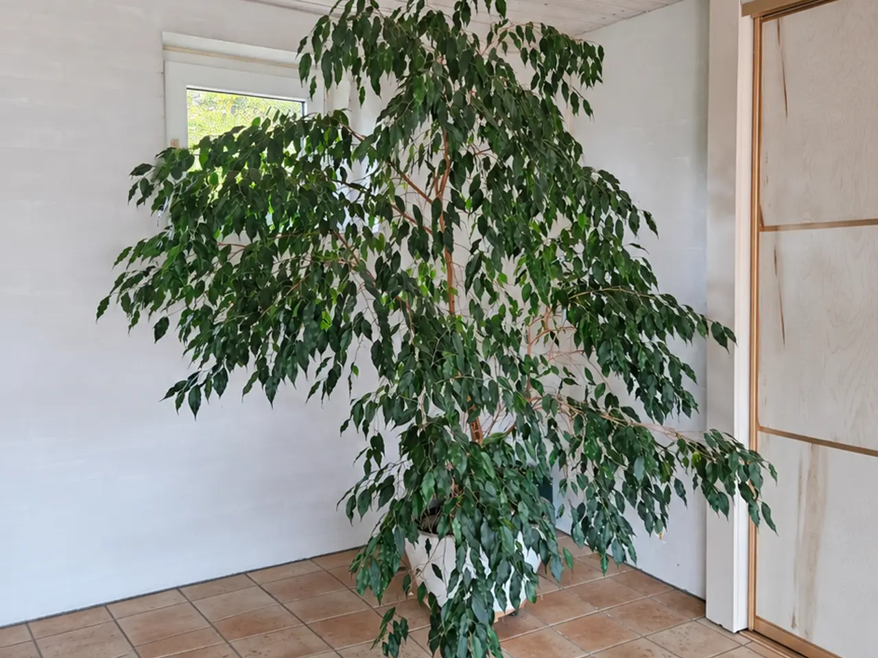 Billede 1 - Stor og flot stuebirk (Ficus benjamina) 