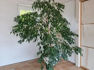 Stor og flot stuebirk (Ficus benjamina) 