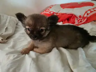 Langhåret Chihuahua hvalpe tæve