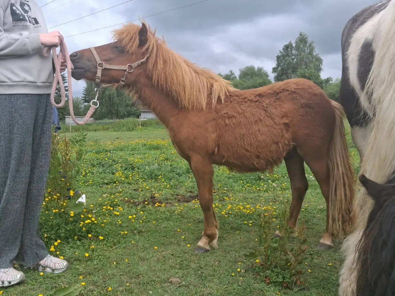 Billede 2 - Sønderskovs Formidable 6mdr hingst.