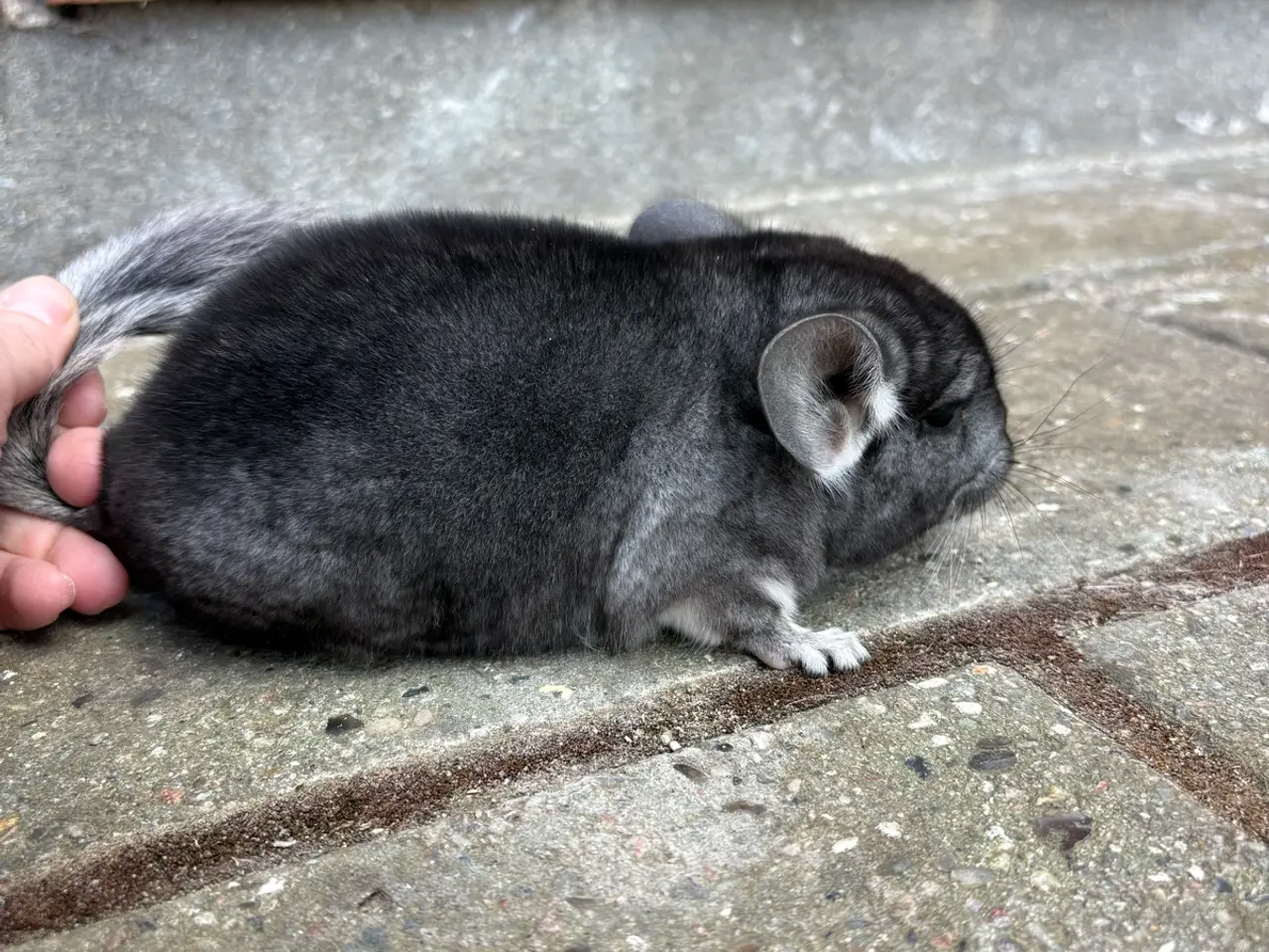 Billede 1 - HAN chinchilla