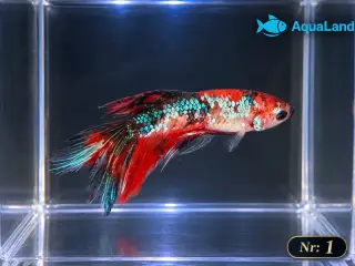 😍 Flotte Betta fisk