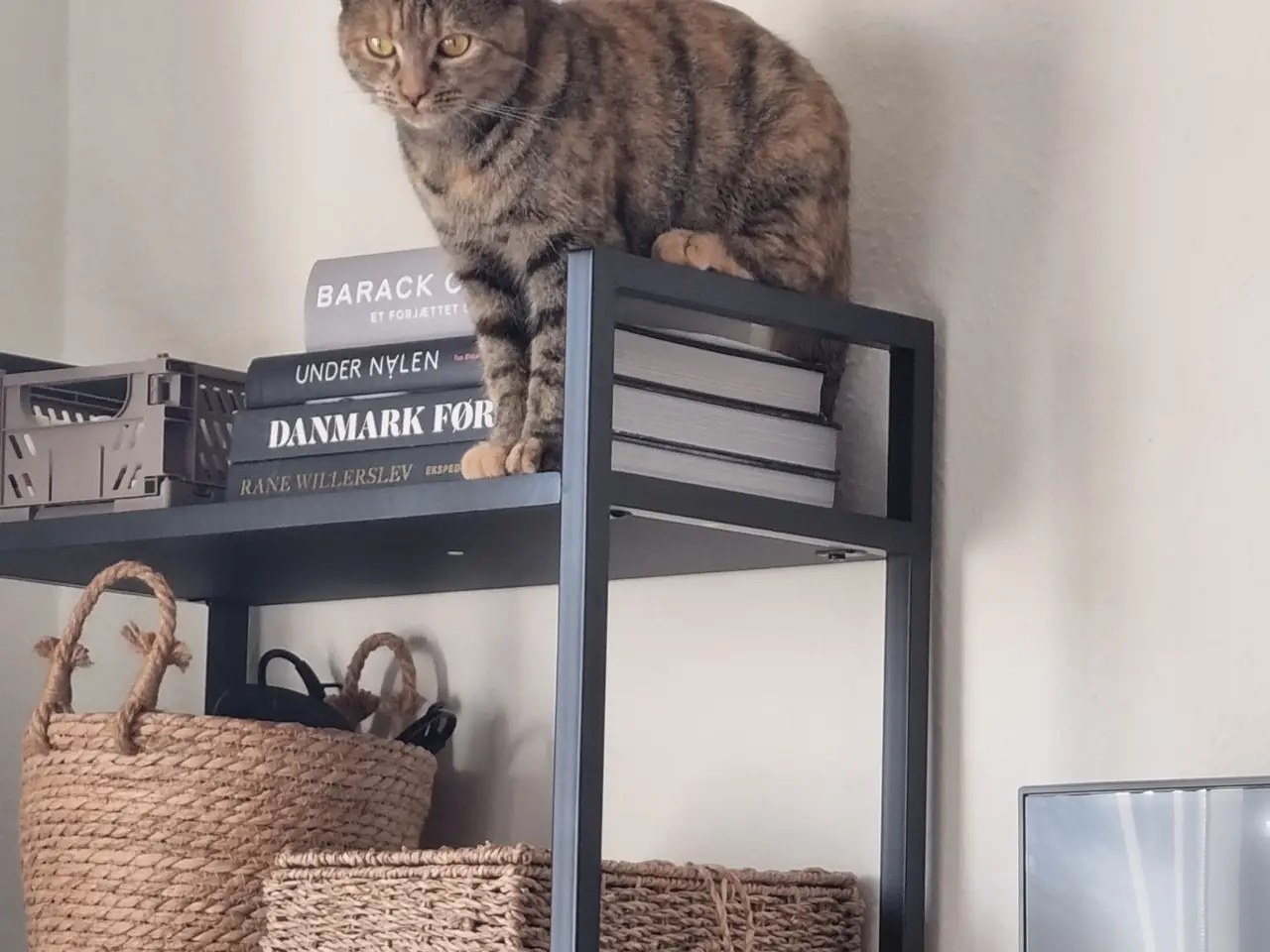Billede 2 - Sødeste puttekat Sif
