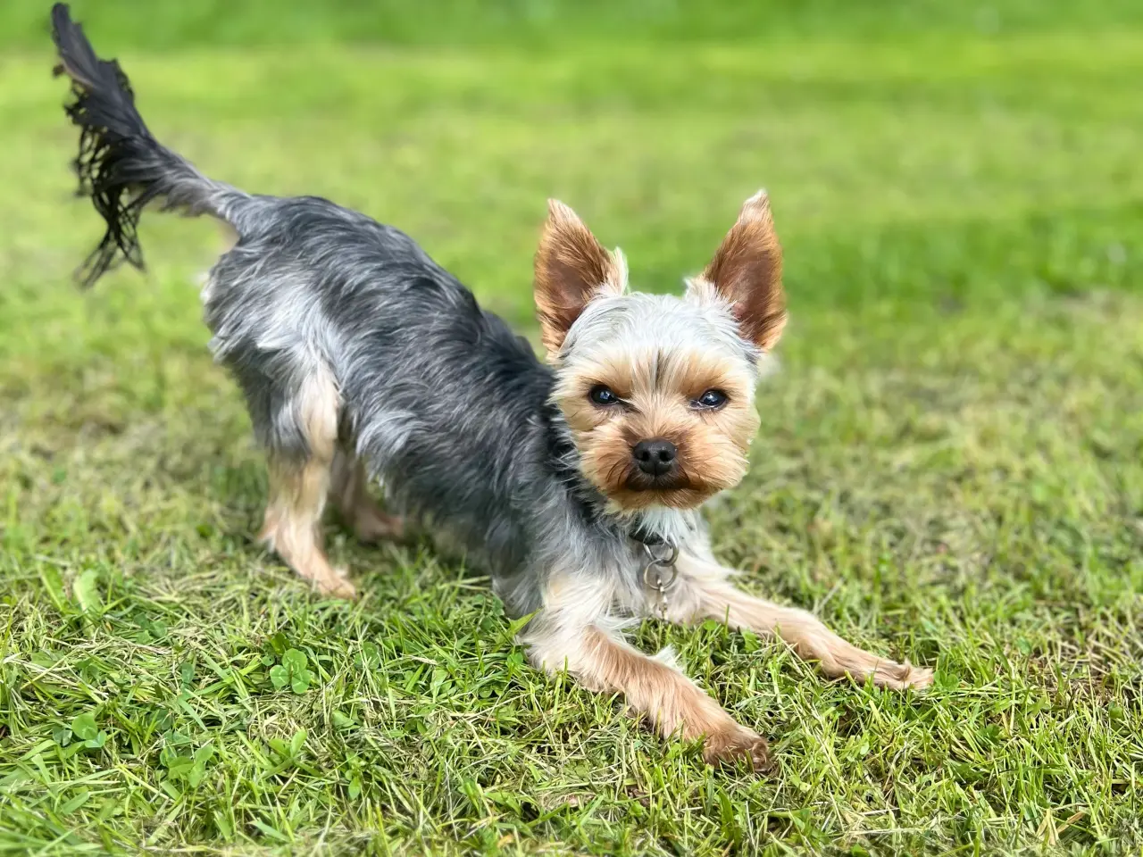 Billede 3 - Lille yorkshire terrier han udbydes til avl