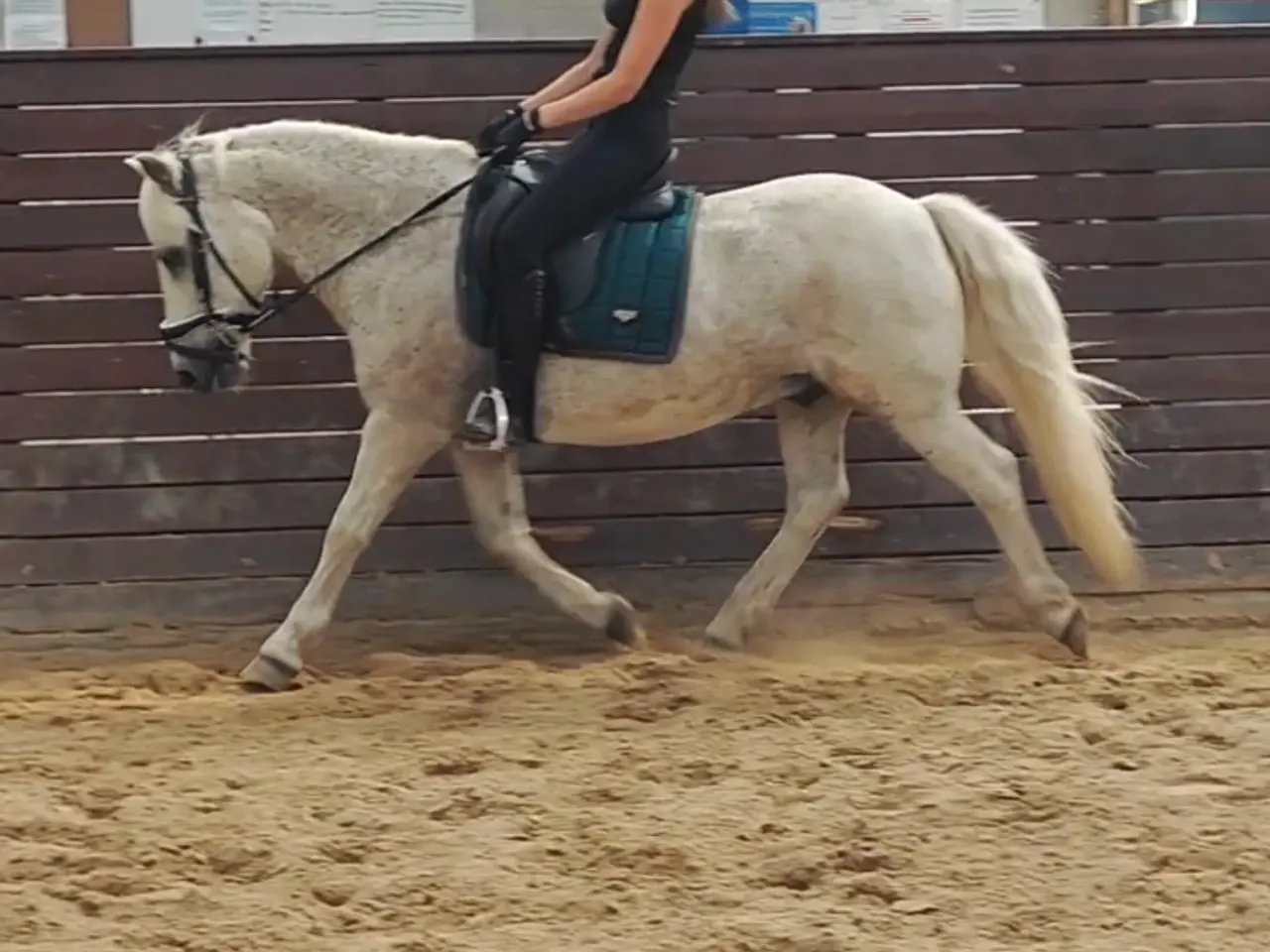 Billede 1 - Allround pony, en ny bedste ven