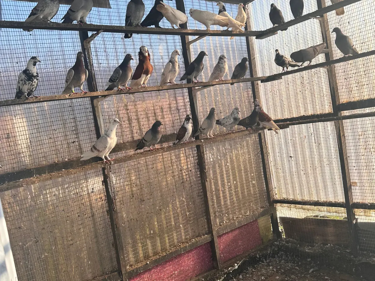 Billede 3 - 30 duer til salg – 150 kr pr. stk
