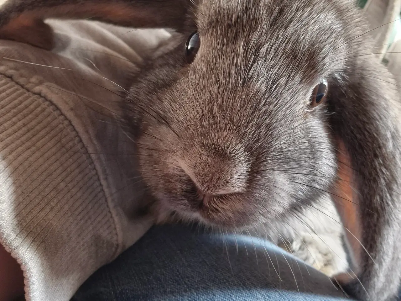 Billede 6 - Dværgvædder pige