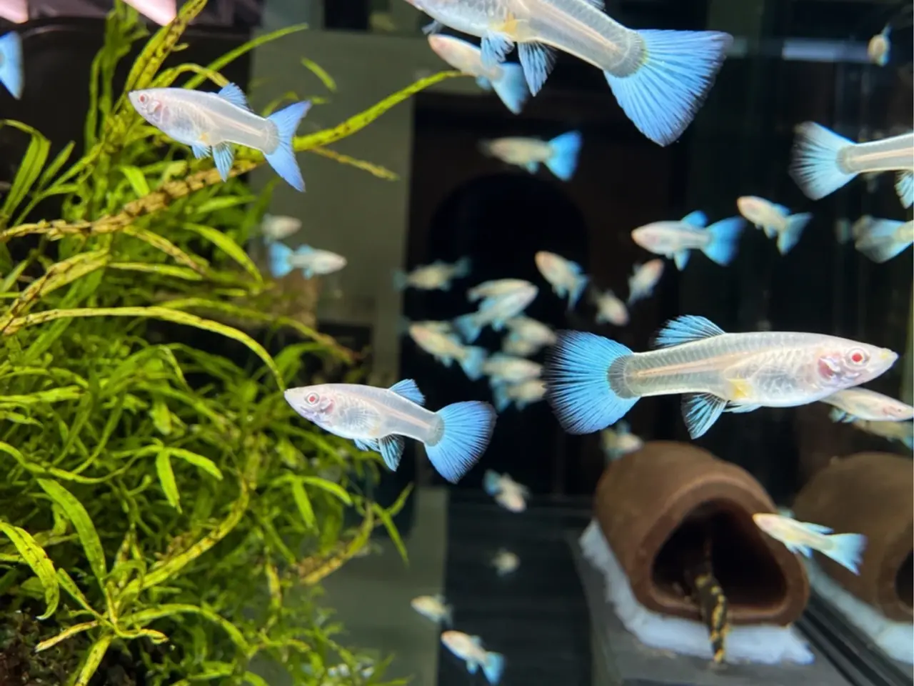 Billede 5 - Albino full platinum guppy