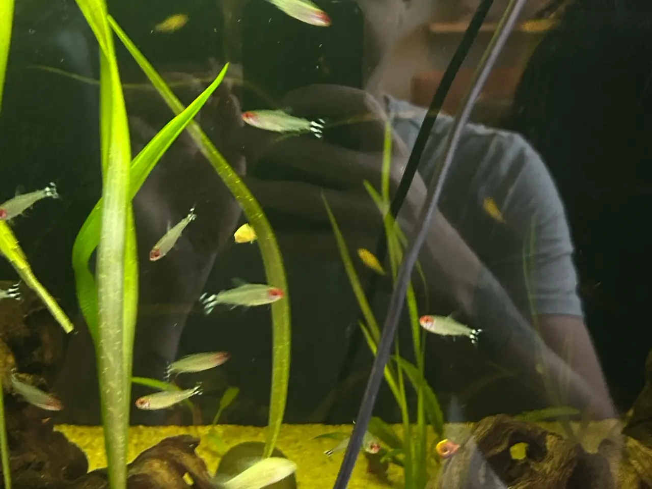 Billede 7 - 🔥🐟 Rødnæsetetra – perfekte stimefisk til akvarie
