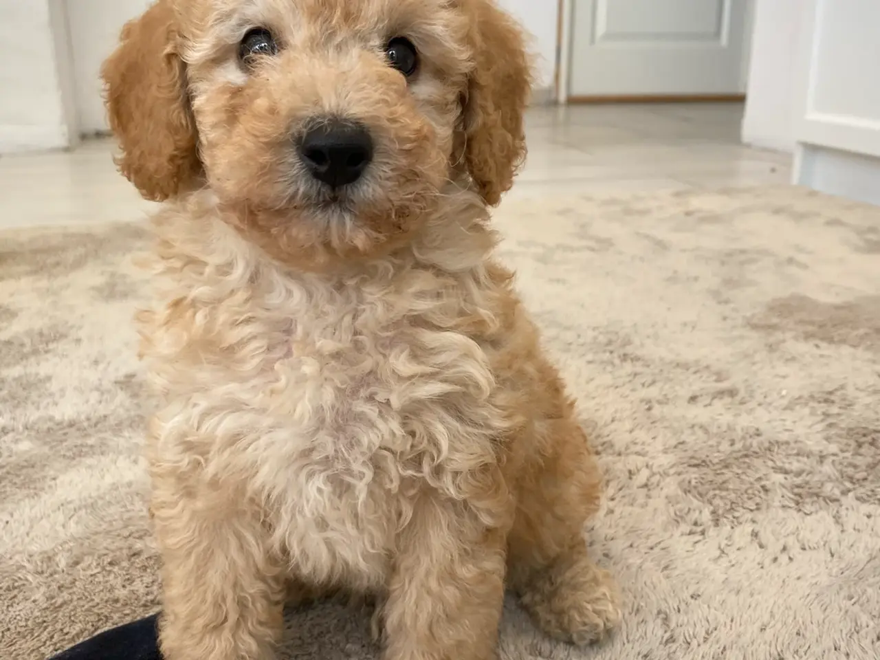 Billede 3 - Cavapoo hvalpe