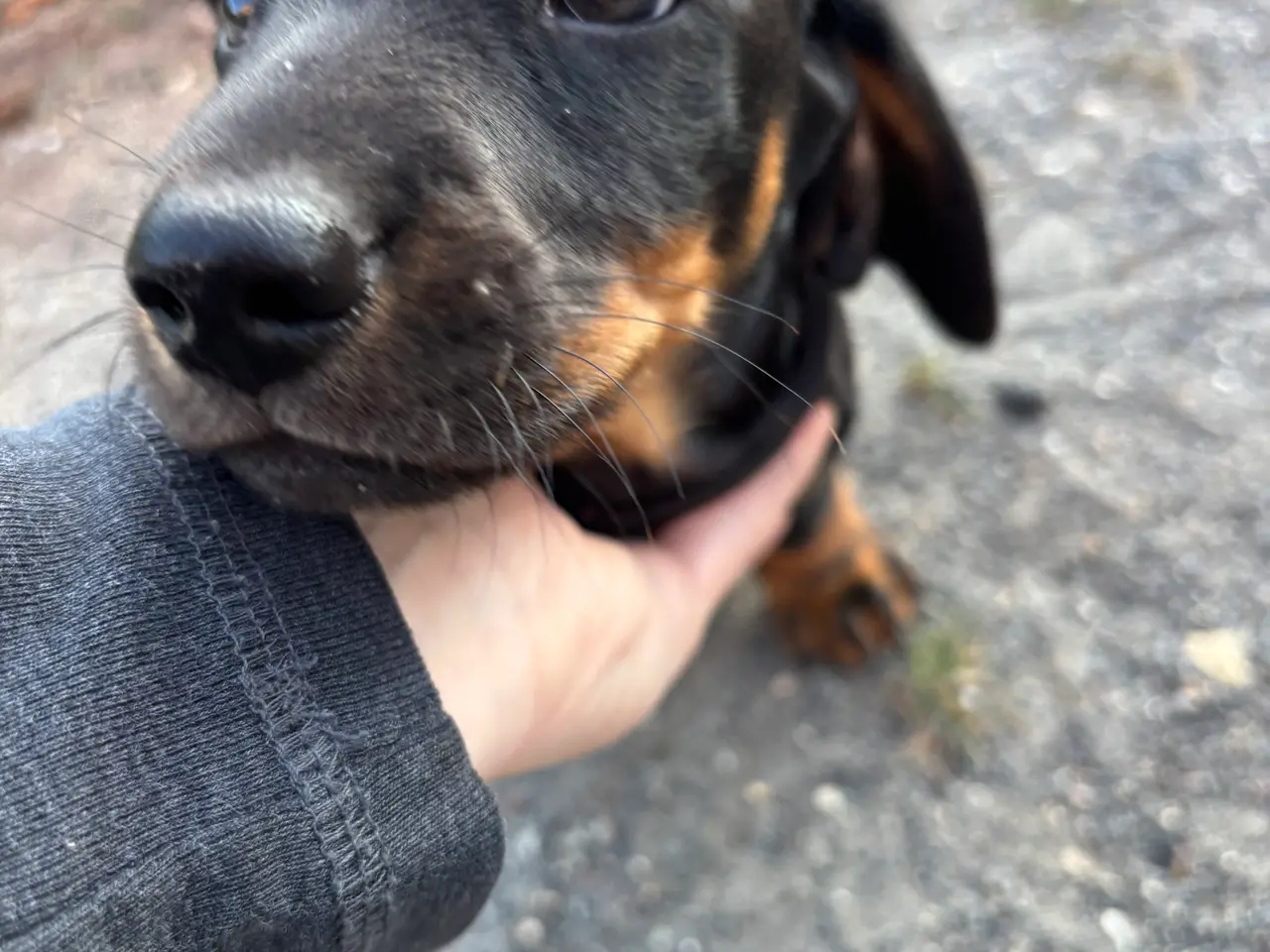 Billede 2 - Gravhund standart