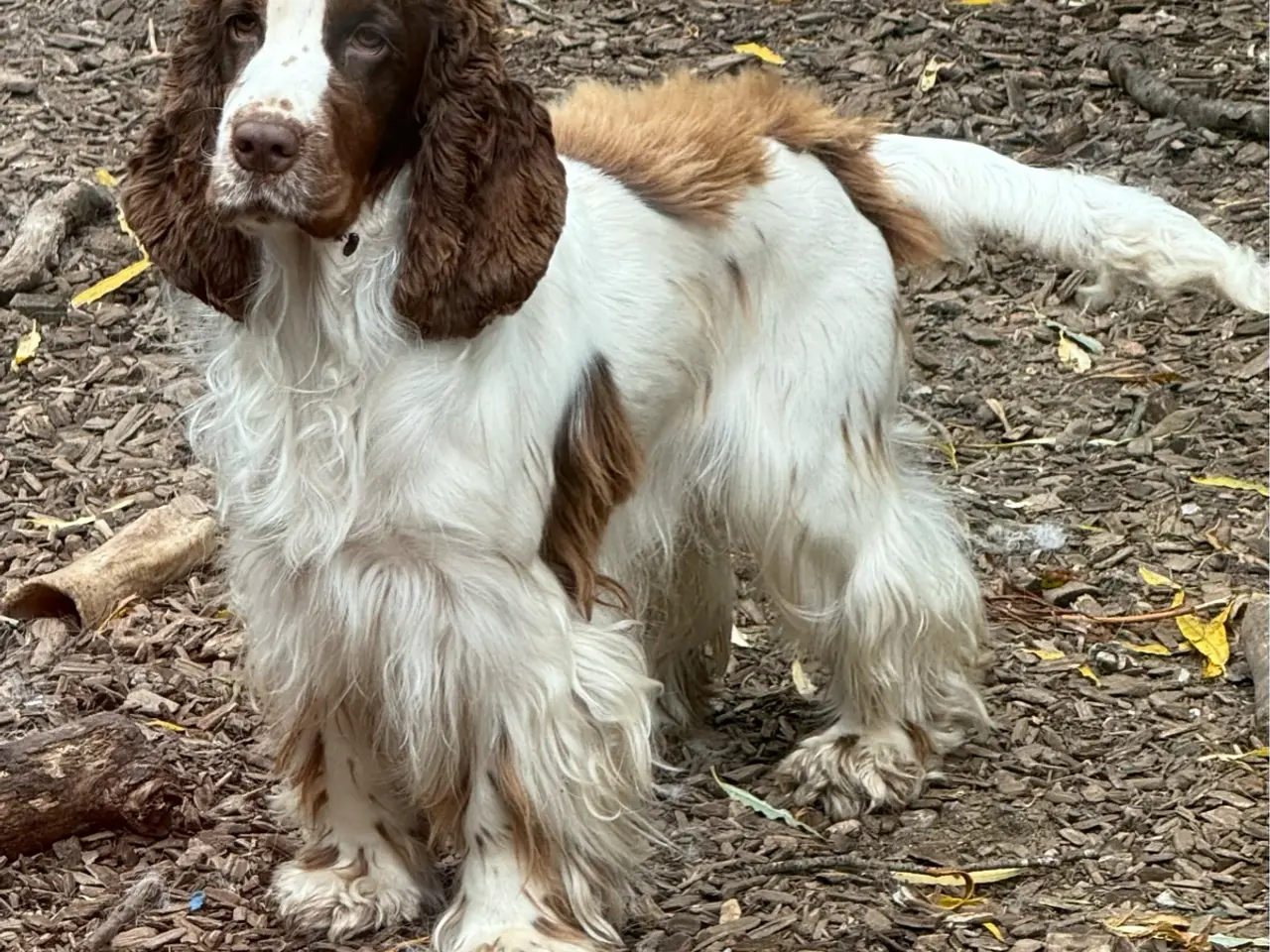 Billede 4 - Cocker Spaniel (Hanhund)