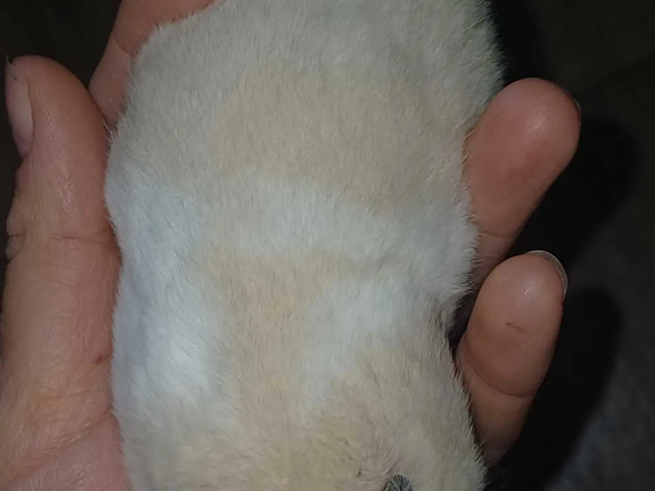 Billede 4 - Guldhamster unger