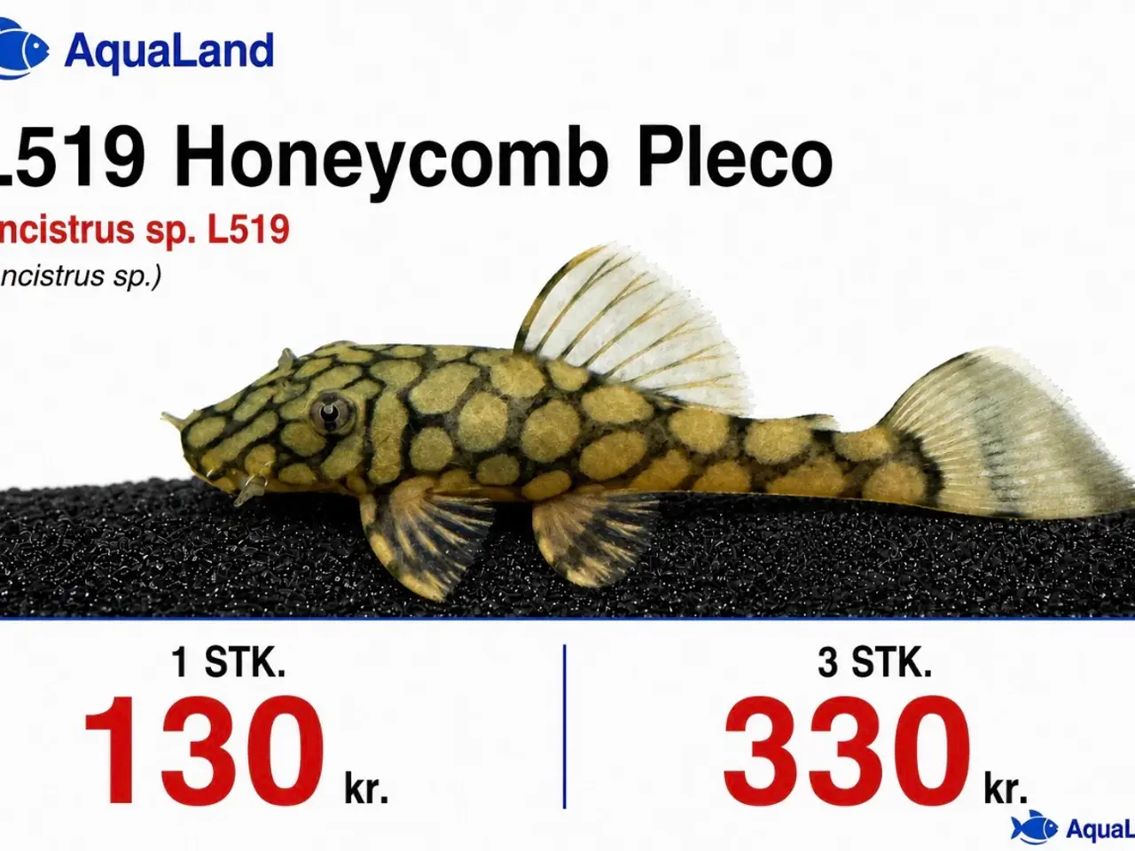 Billede 2 - L519 Honeycomb Pleco – Ancistrus sp.
