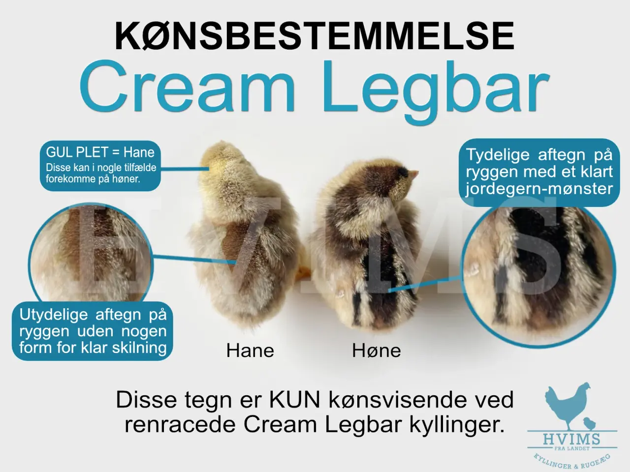 Billede 3 - Cream Legbar HØNEkyllinger i løbet af året