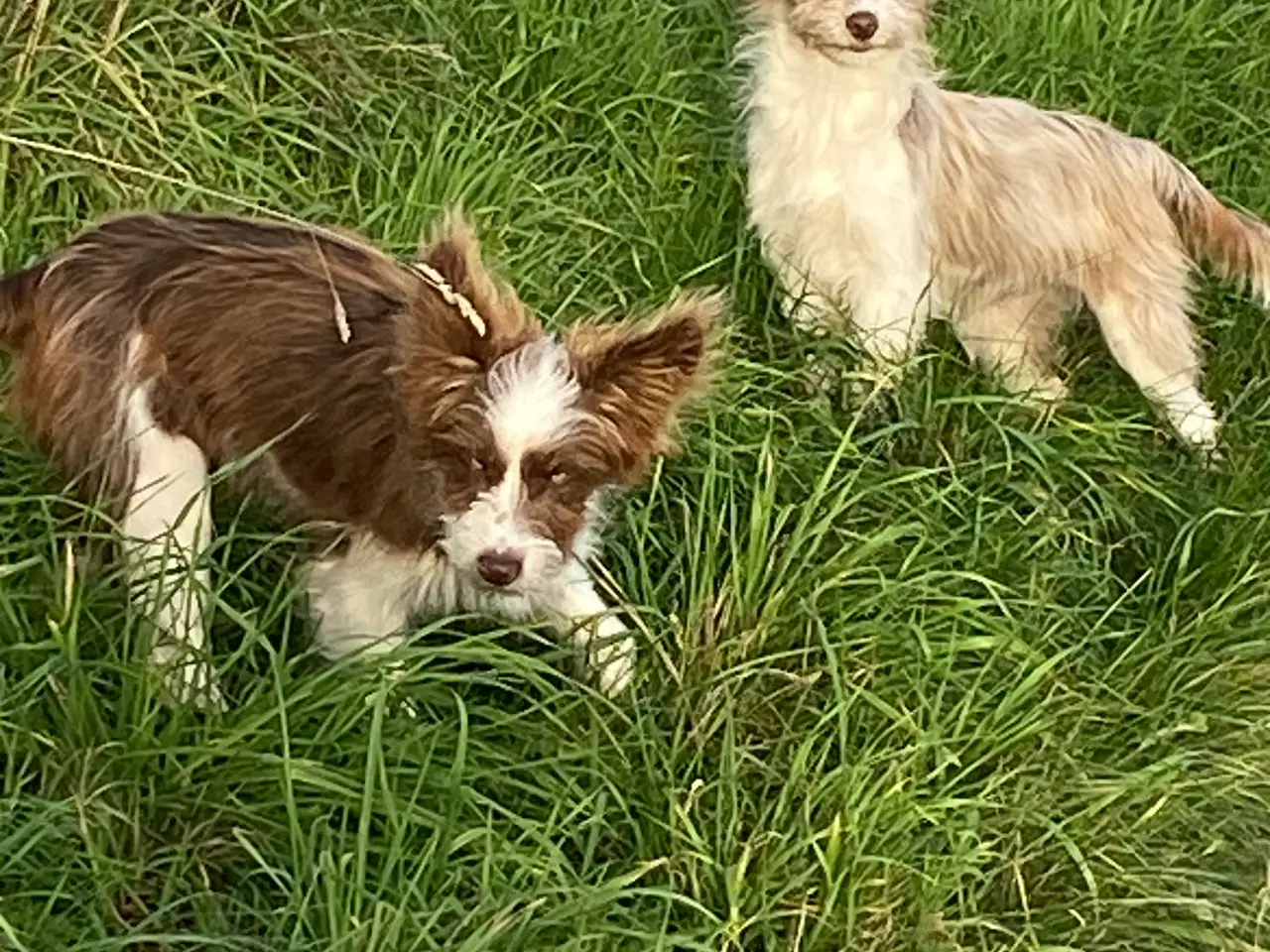 Billede 9 - Chinese crested Powder puff / Border collie
