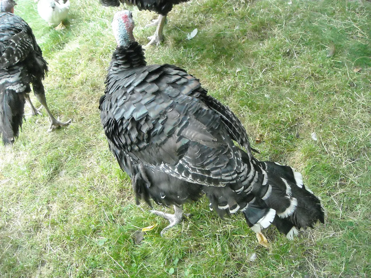 Billede 2 - Bronze kalkuner kokke