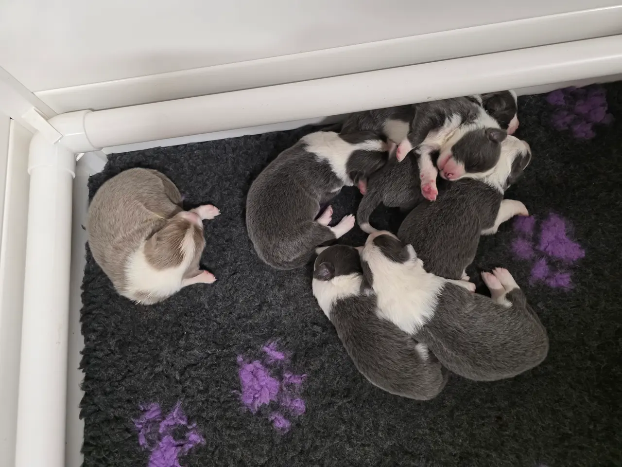 Billede 4 - Border Collie stueopdræt hvalpe
