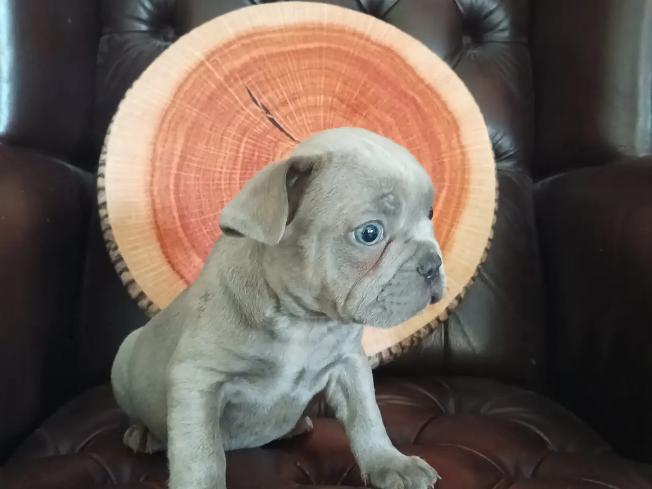 Billede 3 - Hundehvalpe søger nye hjem